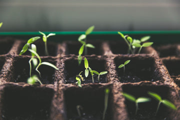 Pre-Sprouting Verdant Plantable Paper