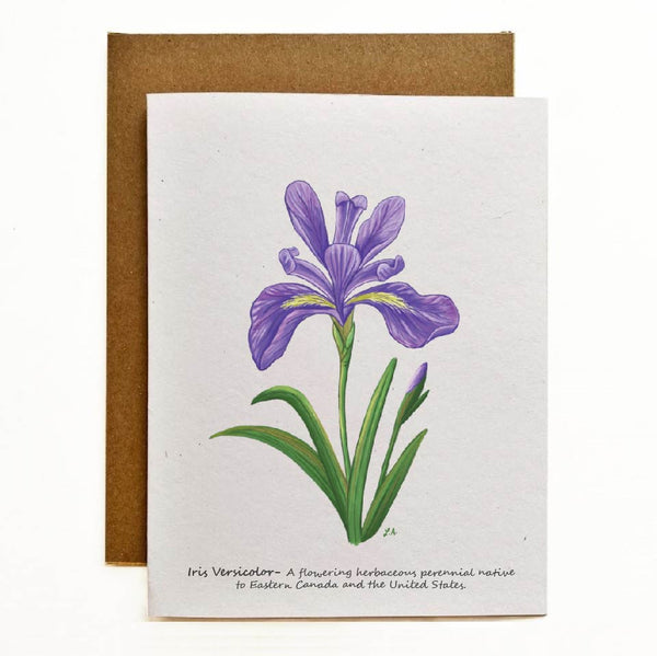 Iris Versicolor  Eco-Friendly Greeting Card